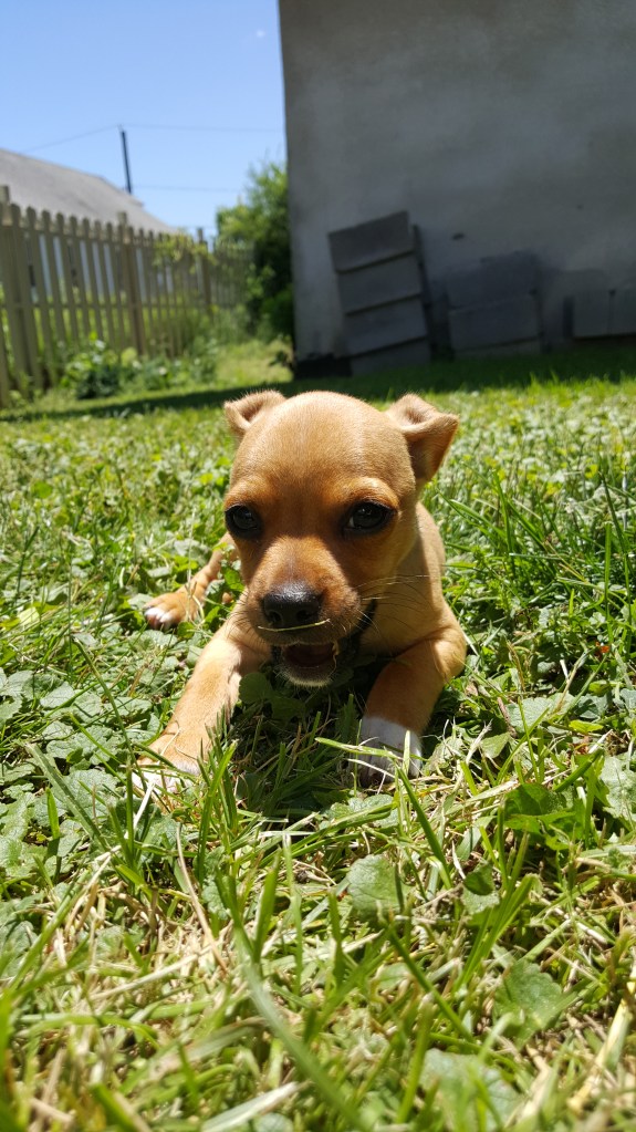 Our dog Chance lying on the grass.