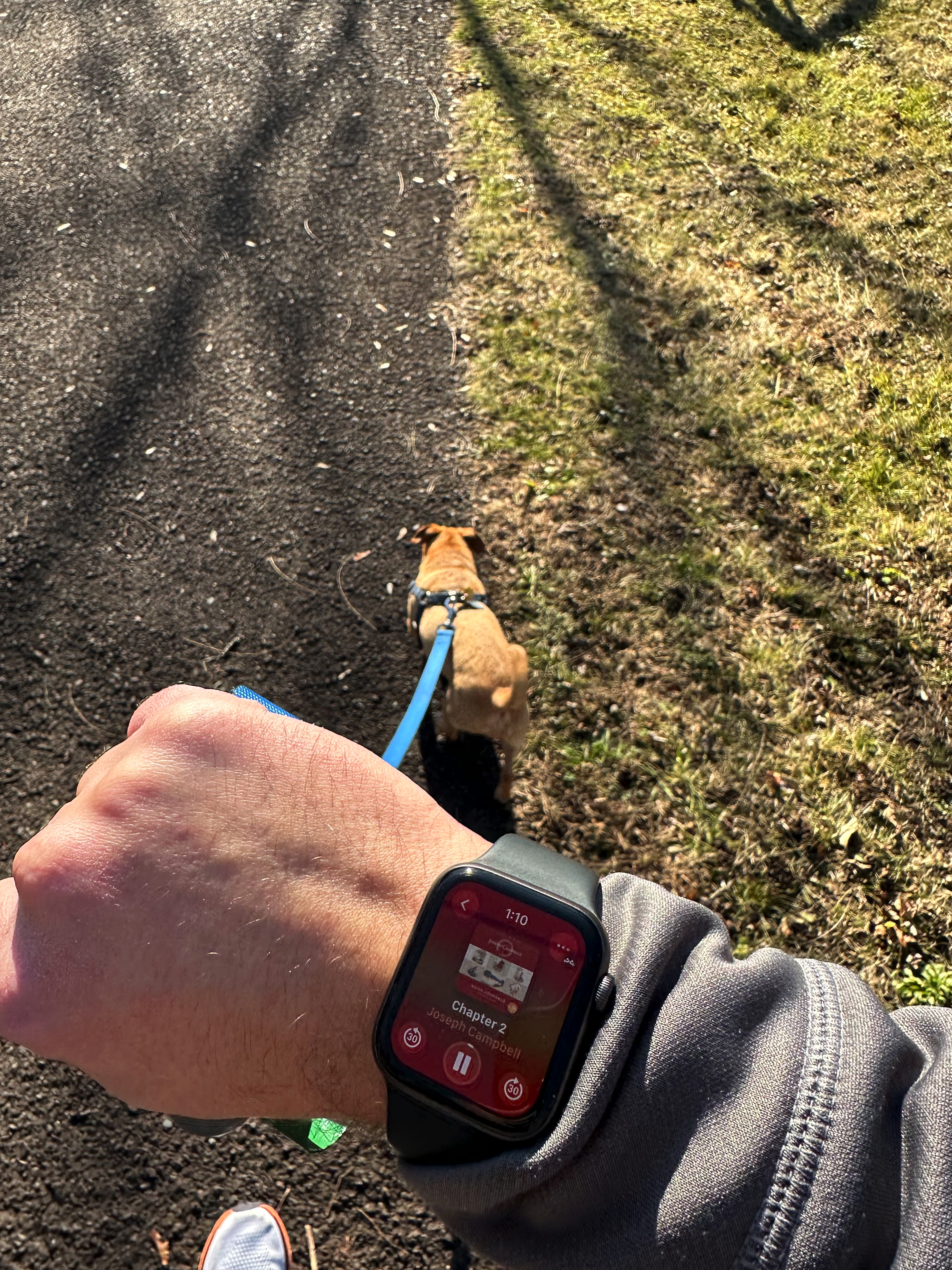 Listening to my book while walking Chance