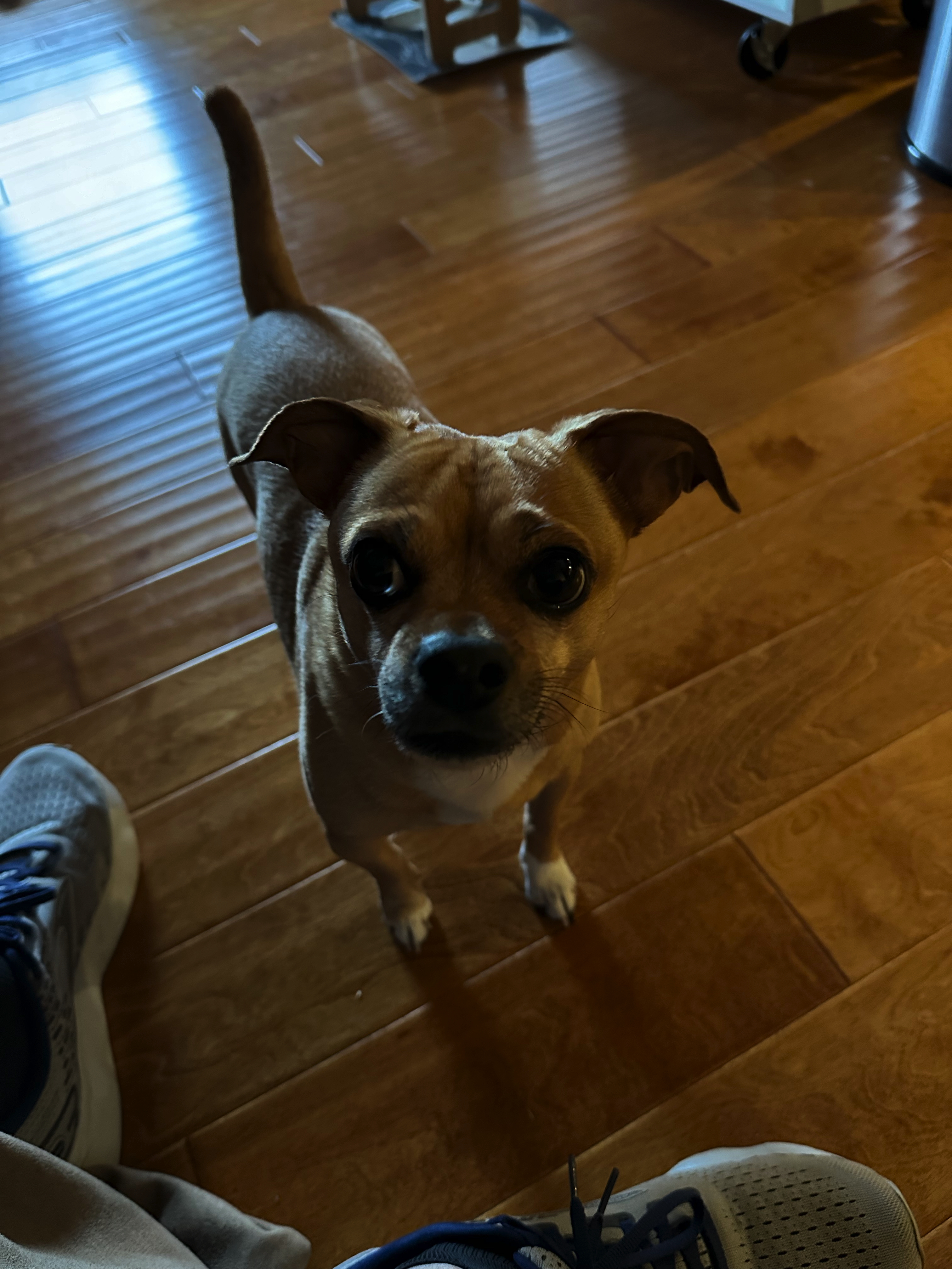 Chance looking at me.