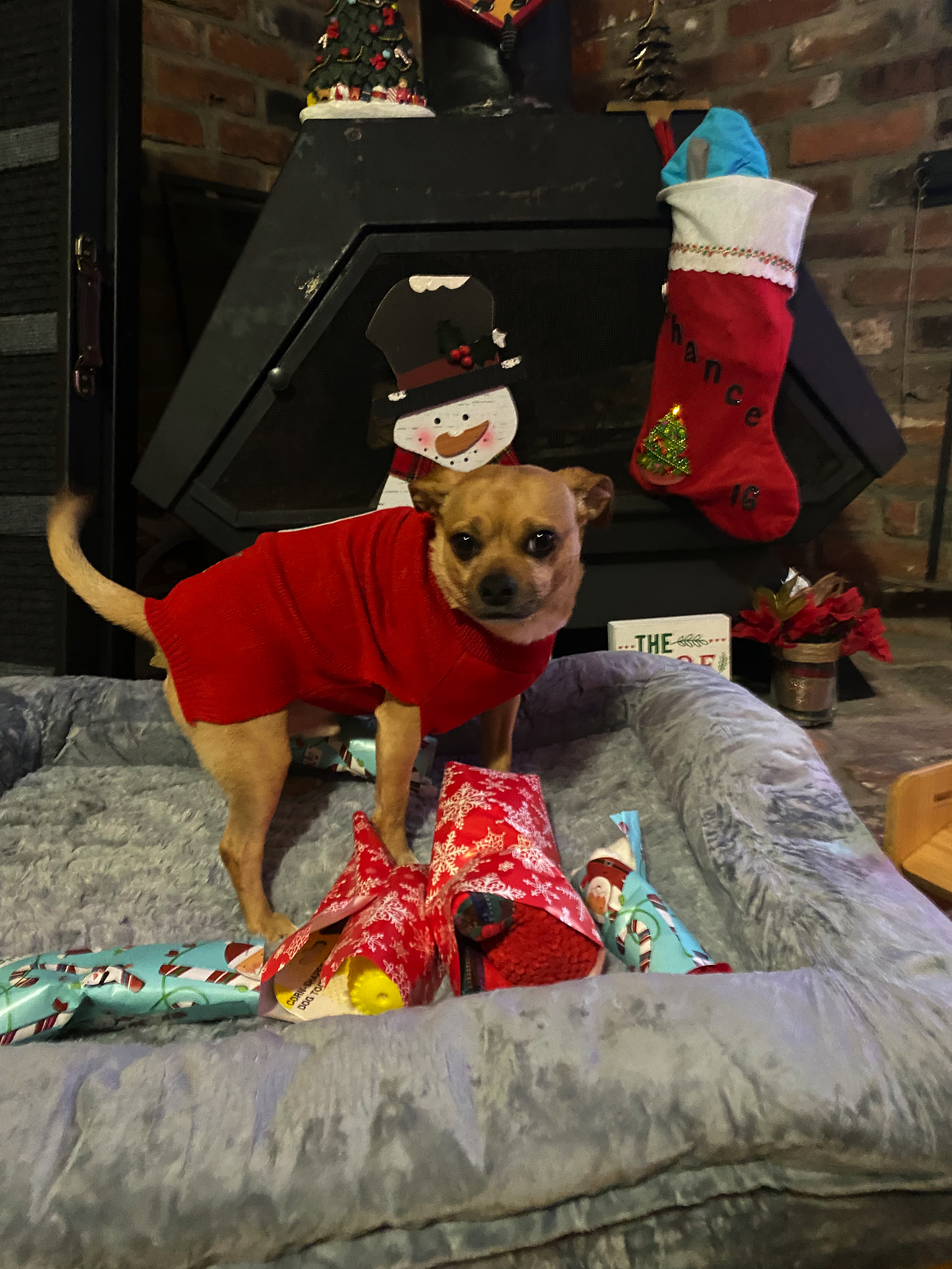 Chance - Christmas 2022