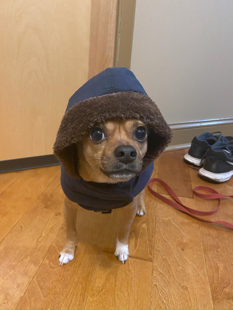 Our dog Chance with a coat on.