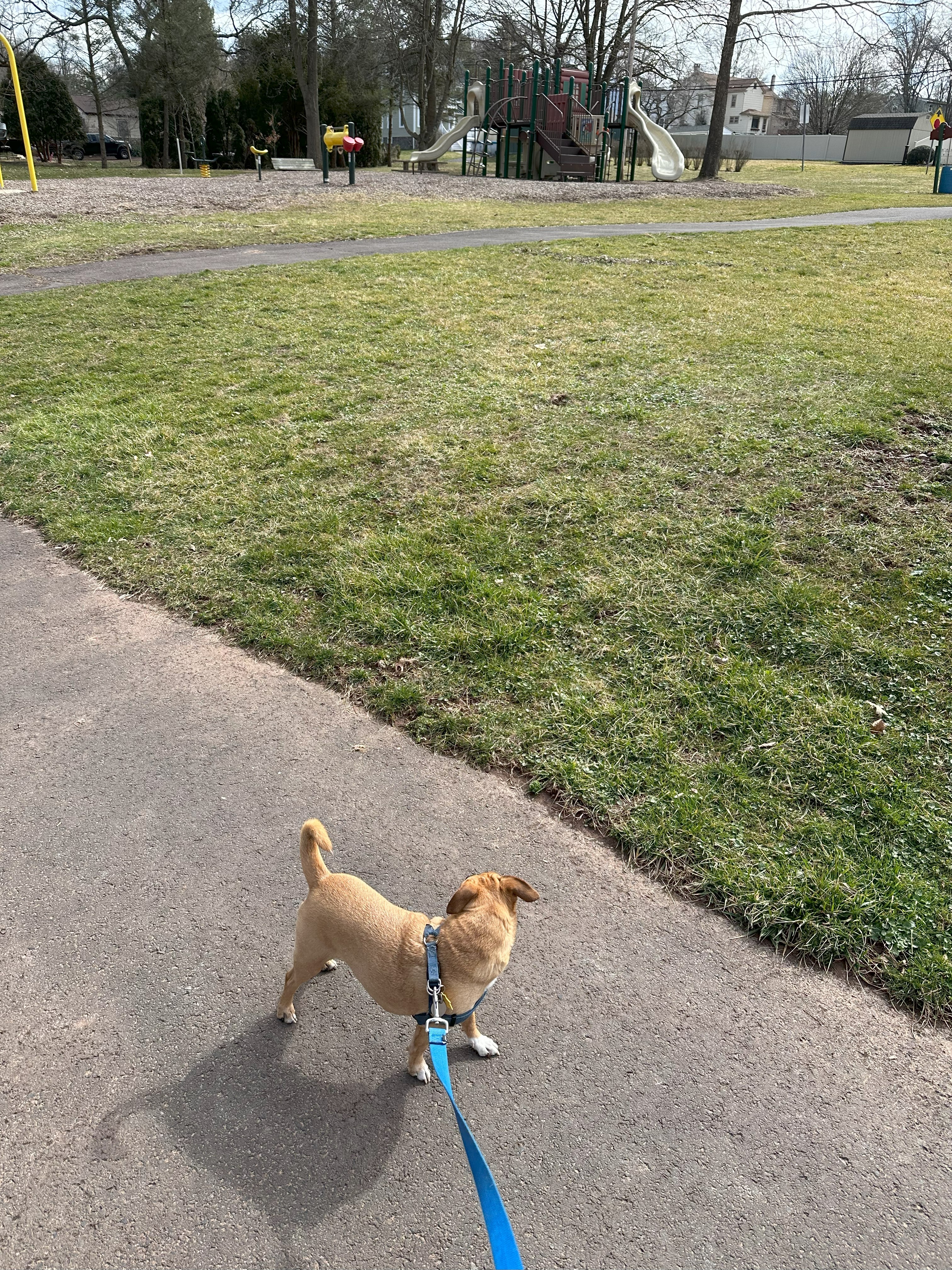 Chance, my dog, viewing an empty playground.