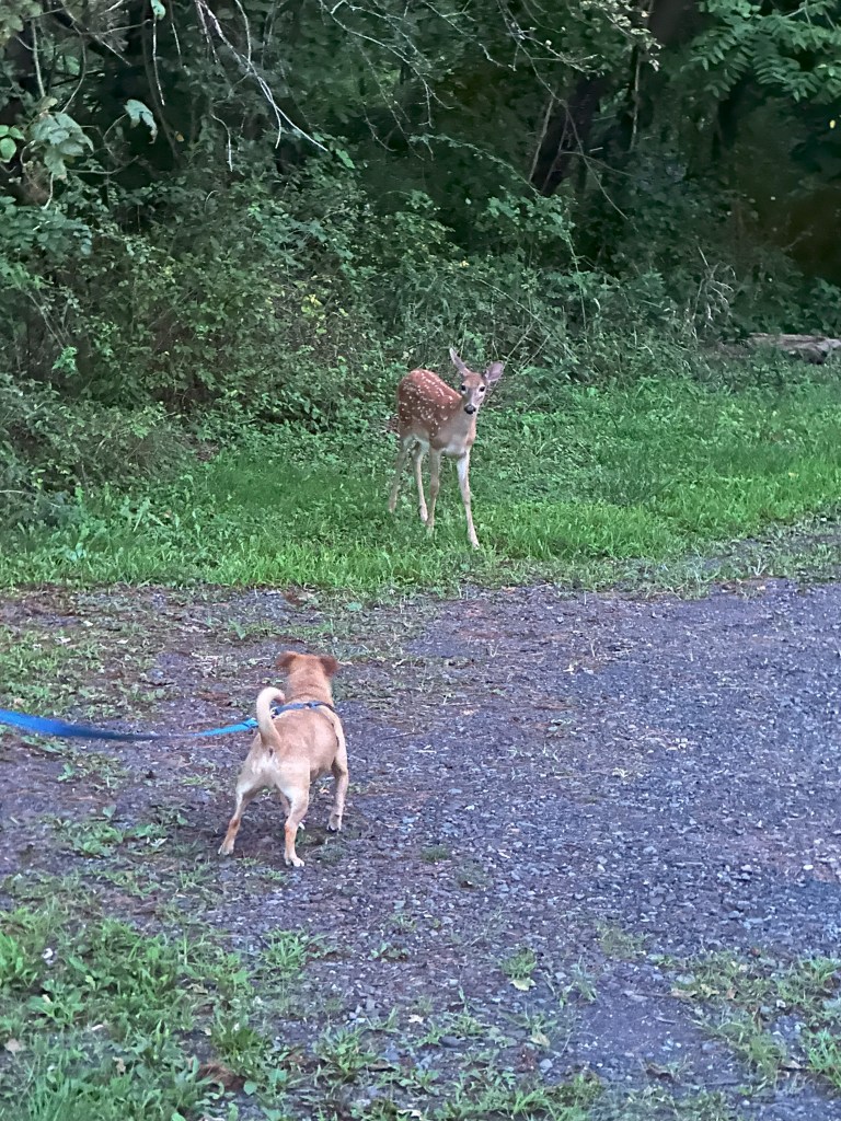 Chance and a deer