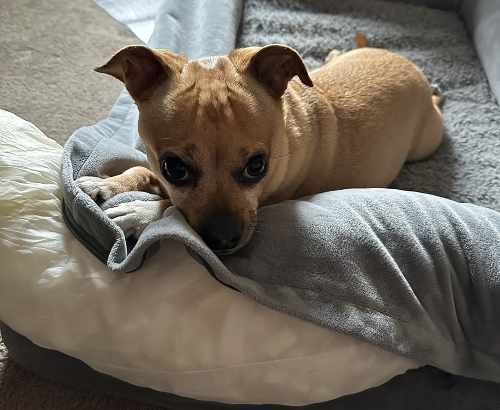 My dog, Chance. Lying on a half-made dog bed with the stuffing hanging out. Chance is looking at us (the camera) while laying there.