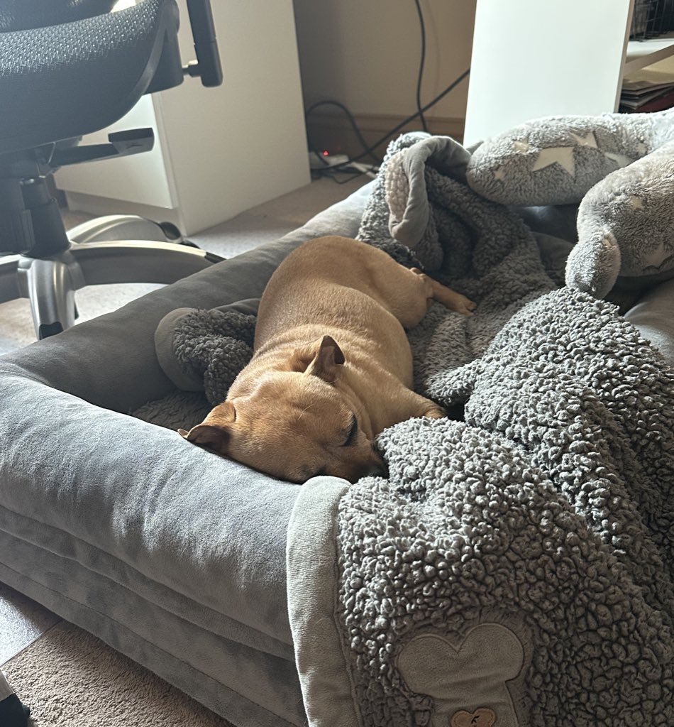 Chance is lying in his gray doggy bed, trying to sleep.